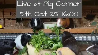 The House at Pig Corner Live 5th October 16:00