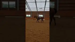 Western Dressage Basic Level, Test 3 (with test pattern read)