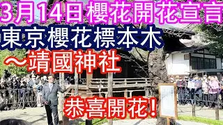 恭喜櫻花開花！3月14日東京櫻花開花宣言！～靖國神社的東京標本木。氣象廳宣言了。很多觀衆，很多媒體，一種日本儀式？/ 3月14日東京の桜の開花宣言。靖国神社、東京桜標本木。気象庁職員が桜の開花を宣言。