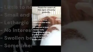Bunny gasbelly  #bunny #rabbit #ill #pets