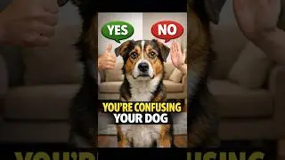 Top Mistakes New Dog Owners Make (And How to Fix Them)