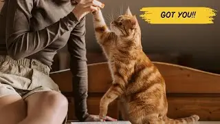 13 Reasons Why Do Cats Follow You Everywhere! Is Your Cat Obsessed With You?