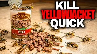 Most Effective Yellowjacket Control Method Nobody Talks About!