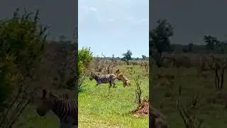 Zebra Outsmarts Lioness by Doing Nothing