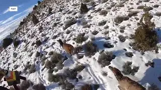 Montana wildlife officials conduct winter aerial surveys to study animal herds