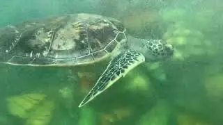 sea turtle farm - sea turtle farm & hatchery || Ahungalla- sri lanka