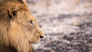 Zain World Tv 1 .15 MOST HORRIFIC Lion Attacks Caught on Camera | butifull photo lion