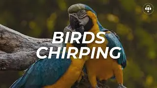 BIRDS CHIRPING sound effect | Copyright free | Soundsify Collection