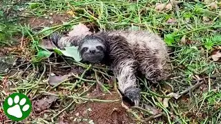 Abandoned baby sloth gets a furry new parent