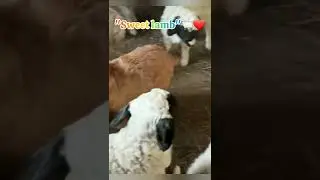 You&rsquo;ve Never Seen a Lamb This Cute 😍🐑#lamborghini #shortvideo #animals #cute #funny