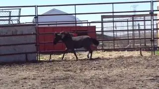 AdorMe's Lil King Tuft  April 30, 2016 051