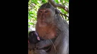 Old Mommy Monkey Takes The Best Care Of Baby 3 #animallife #babymonkeys #monkeysr #animals