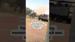 Elephant attacks tourist's truck 🚛, hilarious driver shouts loud to save the day 🤯