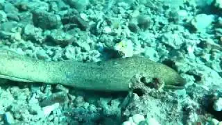 Eel VS Octopus