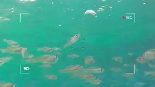 Paradise island fish feeding area.