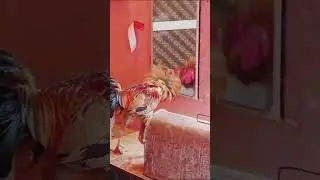 #cock fighting with mirror#cock fight
