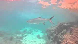 Discover Scuba in Key West with Captain's Corner