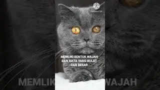 CIRI FISIK KUCING BSH (BRITISH SHORTHAIR) #cats #hewan #binatang #cat #kucing #britishshorthair