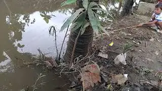 Bocil penakluk babon ikan rawa parit beraksi