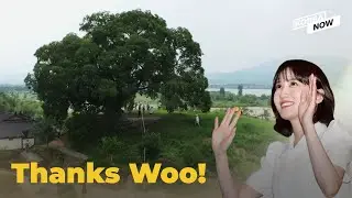 Old hackberry tree becomes natural monument thanks to Woo Young Woo!