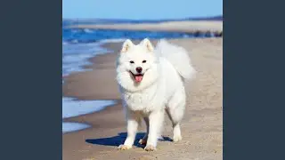 Waves' Rhythm for Paws' Play