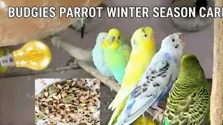 Budgies parrot winter care 5 tips in Hindi / Urdu winter season Birds take care information