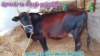 ఆవు అమ్మకానికి ఉంది ఇది బెజ్జంకులో ఉంది #cow#cowshorts#cowvideos#cowdance#cowboys#cows#youtube#1m#4k