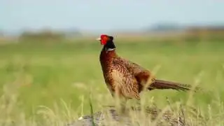 Fasan - Common Pheasant - Phasianus colchicus