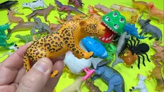 🐹 My Collection Beautiful Mixed Animals - Tiger, Crocodile, Spider, Elephant, Dolphin, Pig, Dog