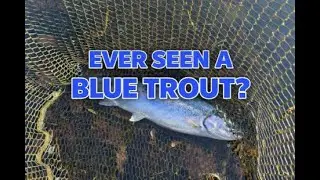 Blue Trout and PB Rainbow Trout - New Year's Eve fishing. Last fish of 2025.
