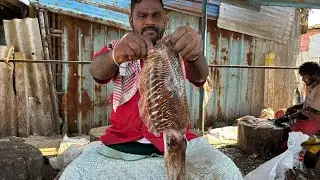 Amazing SQUID CUTTING 🦑🐙🔥 KASIMEDU FISH CUTTING | ⚡️VADACHENNAI MEENAVAN ⚡️