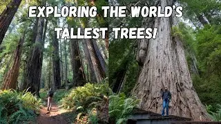 North California Road trip- Redwoods, Crescent City, Mendocino