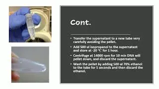 DNA Isolation using CTAB Buffer