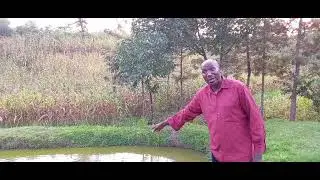 How to maintain fish in your fish pond 