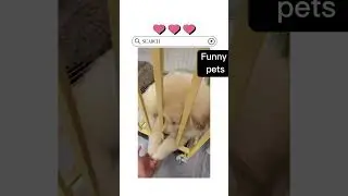 Cute fluffy paws #puppy #cutepaws