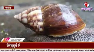 Giant African snail I सिंधुदुर्ग जिल्ह्यात प्रथमच आढळला 