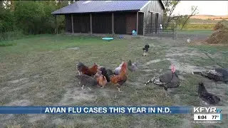 Bird flu on the move: What to know this season