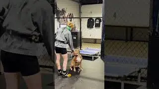 The Dog Training Progress You Won&rsquo;t Believe
