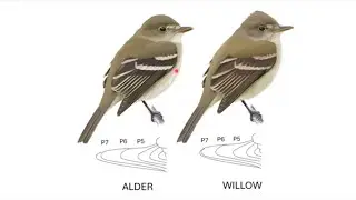 Alder Flycatcher SDFO