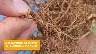 Nematoide de cisto: diagnose e manejo