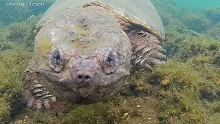 An Encounter with a Snapping Turtle