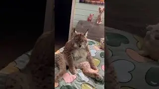 The bobcat gave the man a child#shorts #bobcat #animals #heartwarming #love #cute #pet