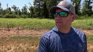 Dove Field Failure | Sunflowers | Millet