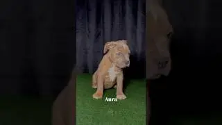 American bully pups available 🐾 #americanbullyforsale #americanbullykennel #americanbully