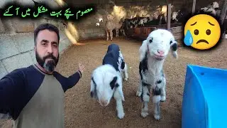 How To Take Care Baby Goat 🐐 || Goat Farming || Goat Baby Rescue 🛟 || Tahir bhai vlog