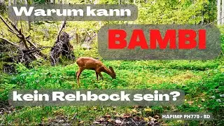 Warum kann Bambi kein Rehbock sein? - HAPIMP PH770 - 8D - Coolife