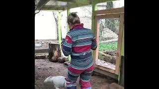 10 минут и ни одной ошибки. Шуня умная лисичка. #husky #1fox