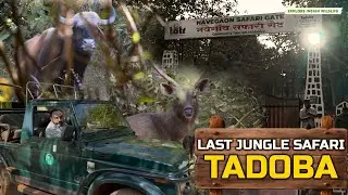 Last Tadoba tiger safari | In search of Chota Matka cubs and family | Babli tiger Tadoba | Wildlife