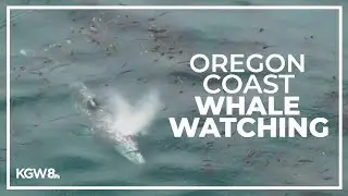 Whale watching week returns at Oregon coast