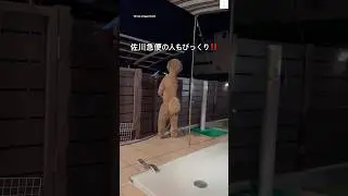 びっくり‼️人間みたいなプードル🐶　　#スタンダードプードル　#プードル　#犬　#大型犬　#犬のいる暮らし